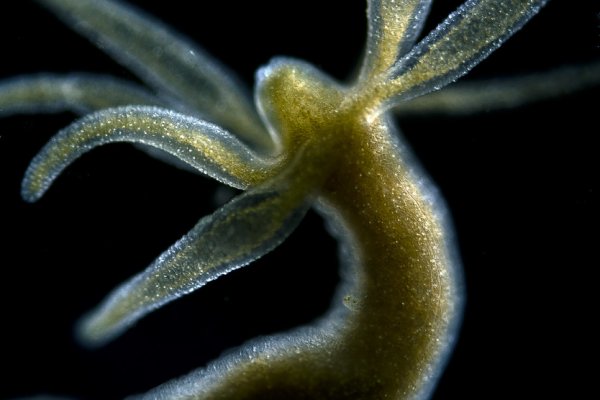 Kraken 19 at