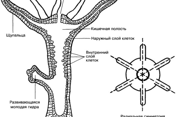 Кракен мп